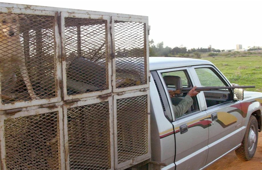 Telegraph: In Vorbereitung auf die Weltmeisterschaft hat die groß angelegte Tötung streunender Hunde in Marokko in allen Gesellschaftsschichten für Unzufriedenheit gesorgt
